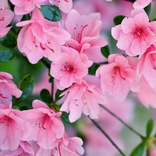 1080x2340 spring wallpaper