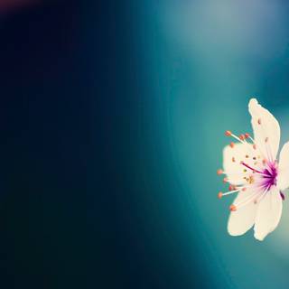 Minimal spring computer wallpaper