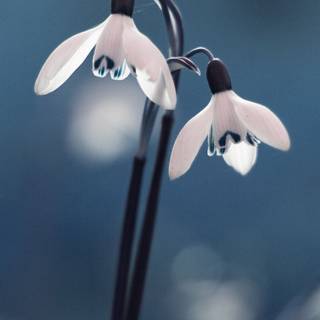 1080x2340 spring wallpaper