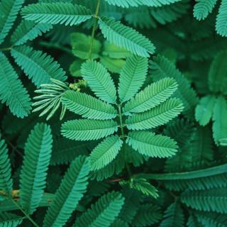 Aesthetic green spring wallpaper