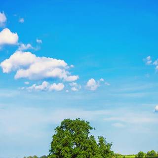 1080x2340 spring wallpaper