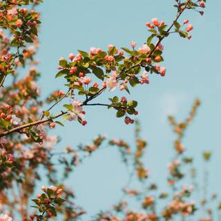 1080x2340 spring wallpaper