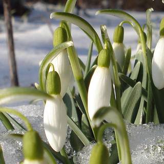 1080x2340 spring wallpaper