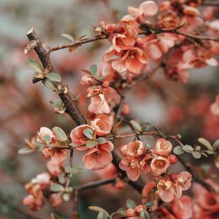 1080x2340 spring wallpaper