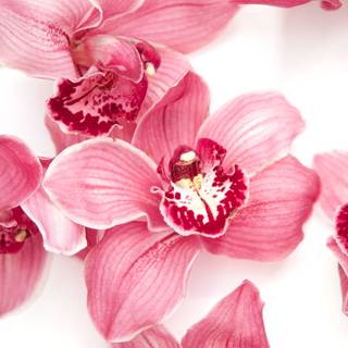 Orchid iPhone wallpaper