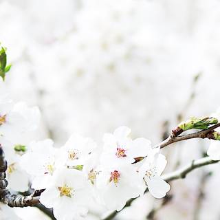 1080x2340 spring wallpaper