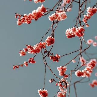 Spring iPhone XR wallpaper