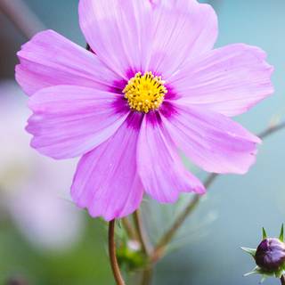 1080x2340 spring wallpaper