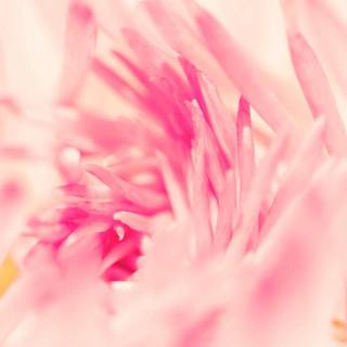 1080x2340 spring wallpaper