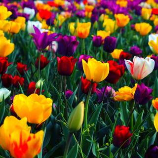Colorful spring flowers HD wallpaper