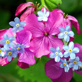 Colorful spring flowers HD wallpaper