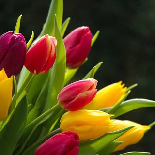 Colorful spring flowers HD wallpaper