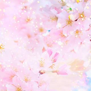 Colorful spring flowers HD wallpaper