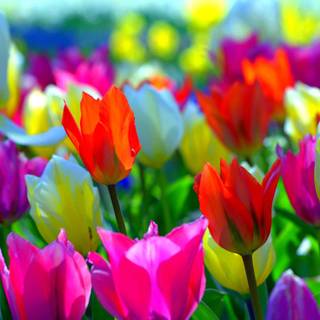Colorful spring flowers HD wallpaper