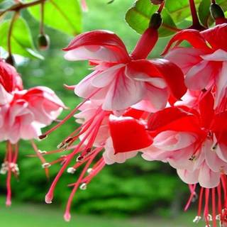 Colorful spring flowers HD wallpaper