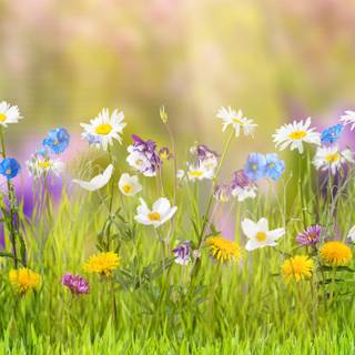 Colorful spring flowers HD wallpaper