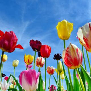 Colorful spring flowers HD wallpaper