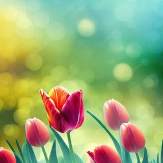 Colorful spring flowers HD wallpaper