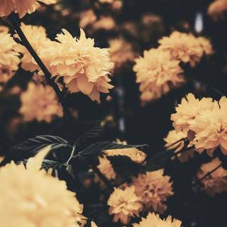 Spring iPad aesthetic wallpaper