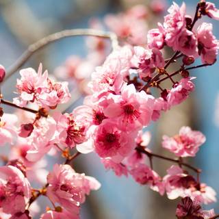 Bloom spring wallpaper