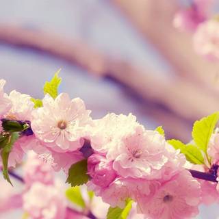 Bloom spring wallpaper