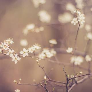 Pastel brown and white springtime wallpaper