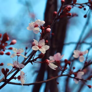 Bloom spring wallpaper