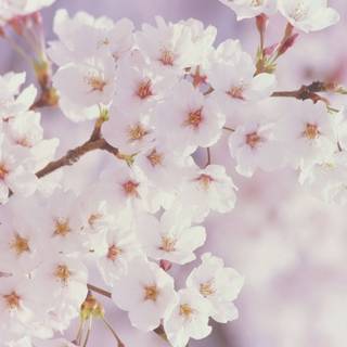 Bloom spring wallpaper