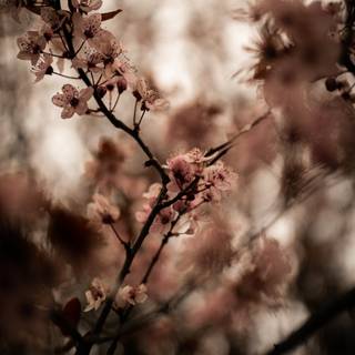 Pastel brown and white springtime wallpaper