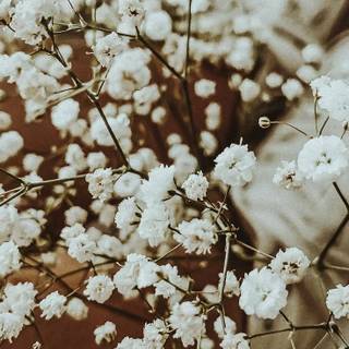 Pastel brown and white springtime wallpaper
