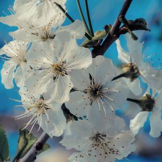 Bloom spring wallpaper