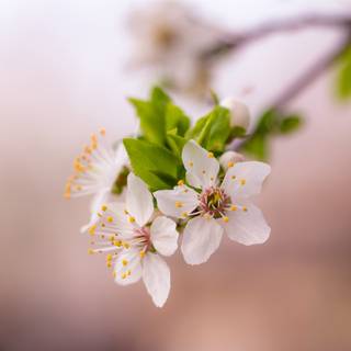 Bloom spring wallpaper