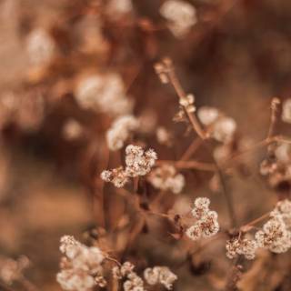 Pastel brown and white springtime wallpaper