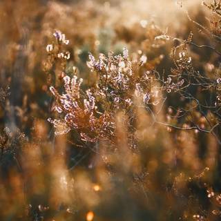 Pastel brown and white springtime wallpaper