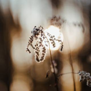 Pastel brown and white springtime wallpaper