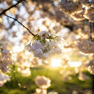 Pastel brown and white springtime wallpaper