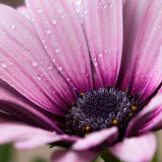 Bloom spring wallpaper