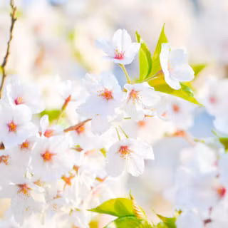 Bloom spring wallpaper