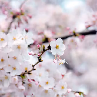 Bloom spring wallpaper