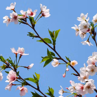 Bloom spring wallpaper