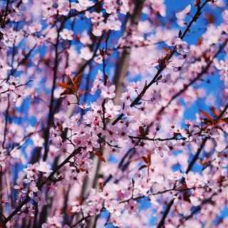 Spring iPad aesthetic wallpaper