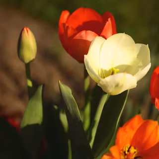 Pastel brown and white springtime wallpaper