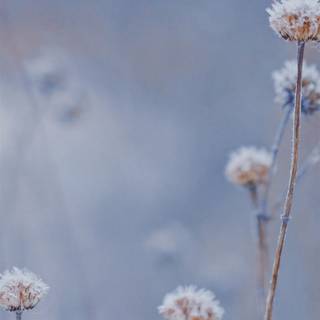 Pastel brown and white springtime wallpaper