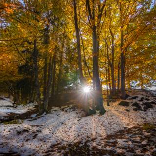 Country winter art wallpaper