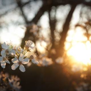 Pastel brown and white springtime wallpaper