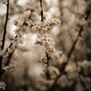 Pastel brown and white springtime wallpaper