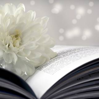 White book wallpaper