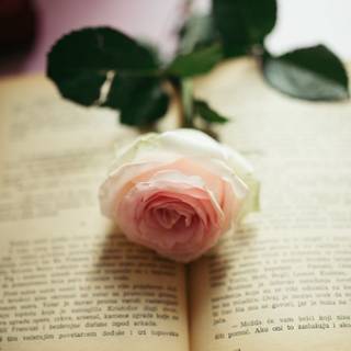 White book wallpaper