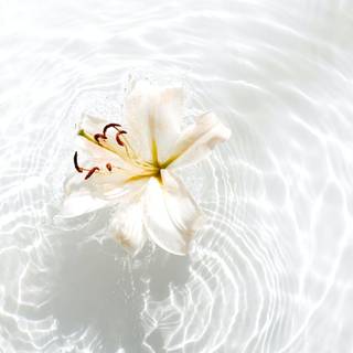 Flowers in water wallpaper