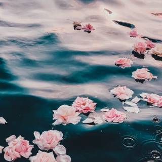 Flowers in water wallpaper